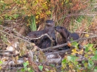 Three river otters