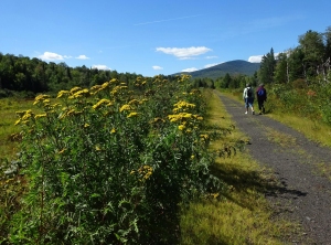 Walkers with blooming tansy 13 Sep 2016